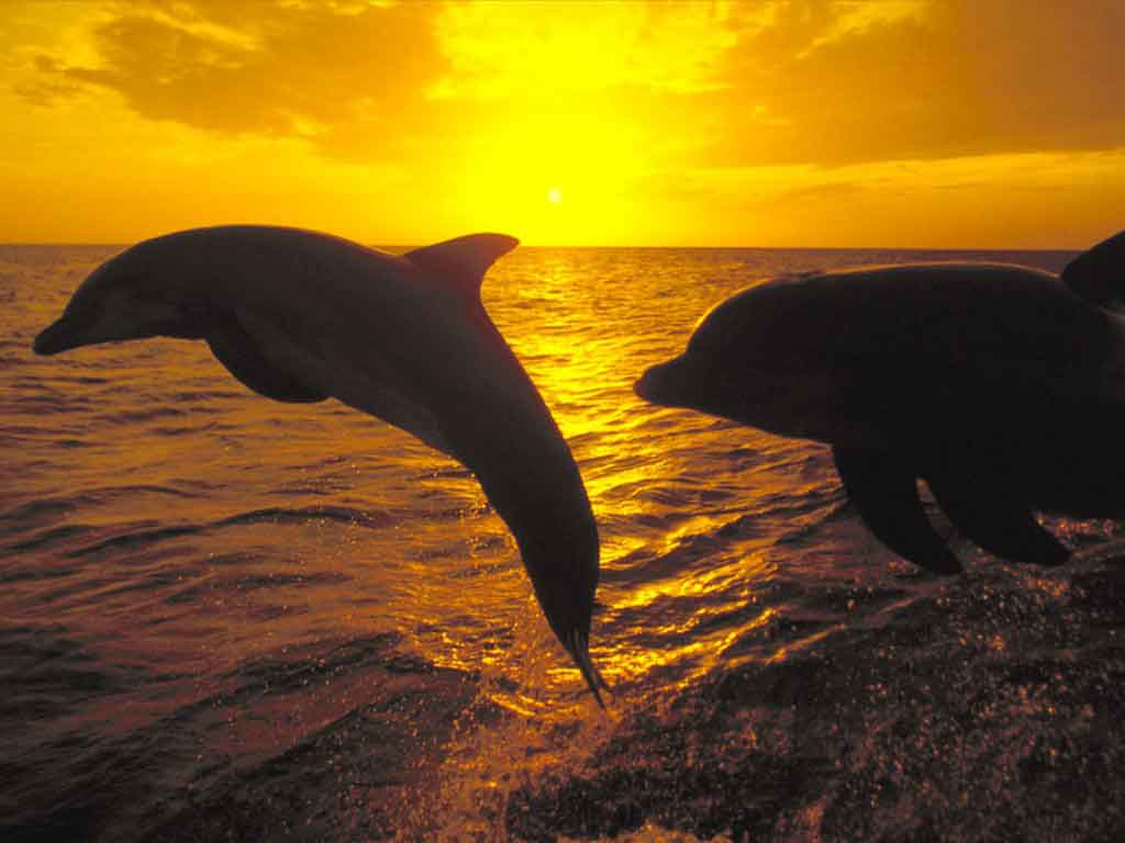 dauphins Hom4